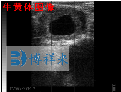 獸用B超圖像