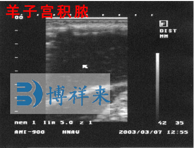 羊用B超影像圖