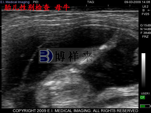 小母牛B超影像圖