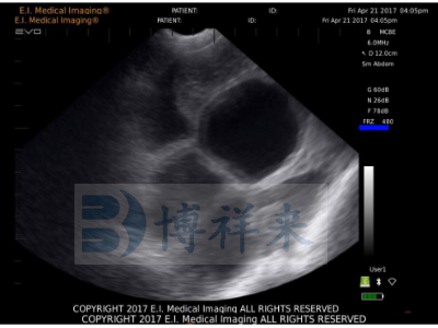 母豬懷孕24天圖像