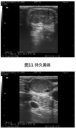 奶牛持久黃體圖