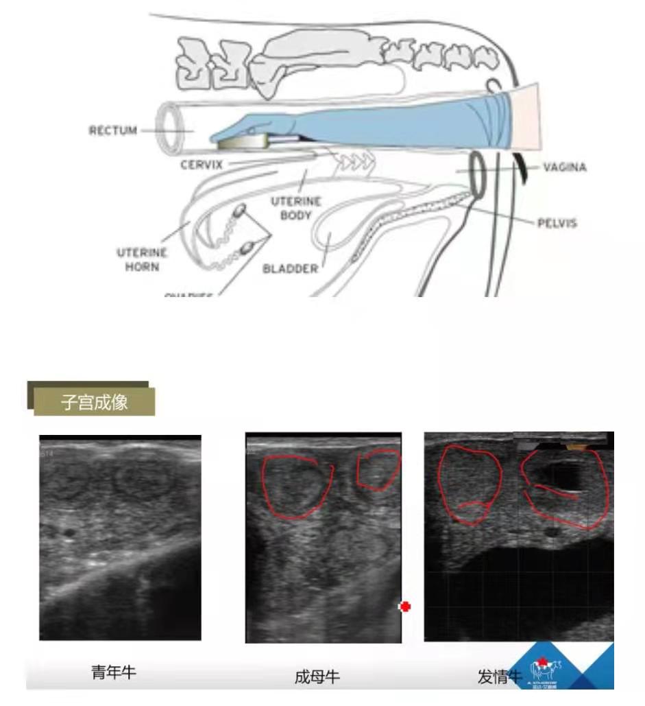 牛用B超機操作方法