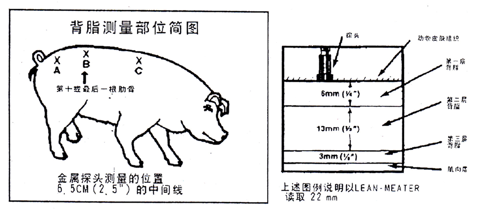 背膘眼肌面積檢測位置