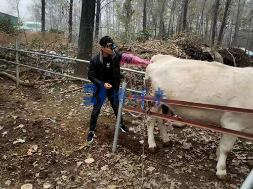 高清牛用B超機測孕