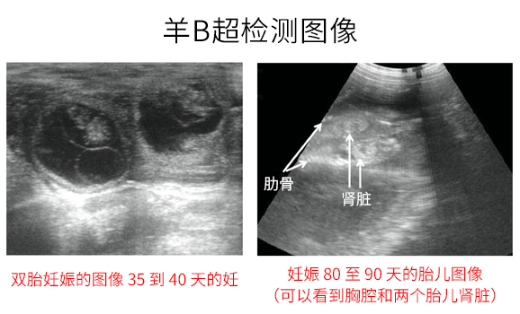 母羊B超圖像檢測