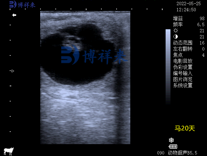 馬懷孕20天超聲圖像