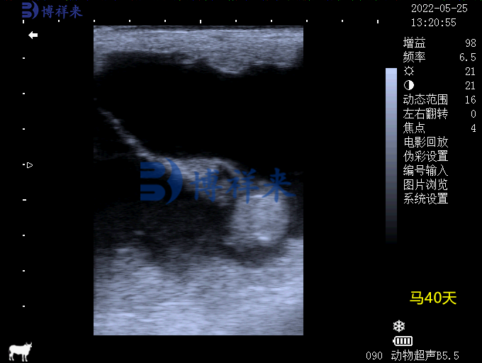 馬懷孕40天超聲圖像
