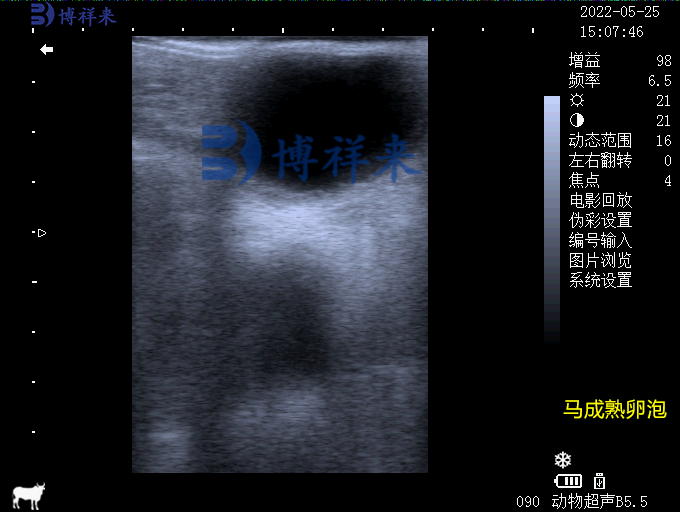 馬的成熟卵泡超聲圖像