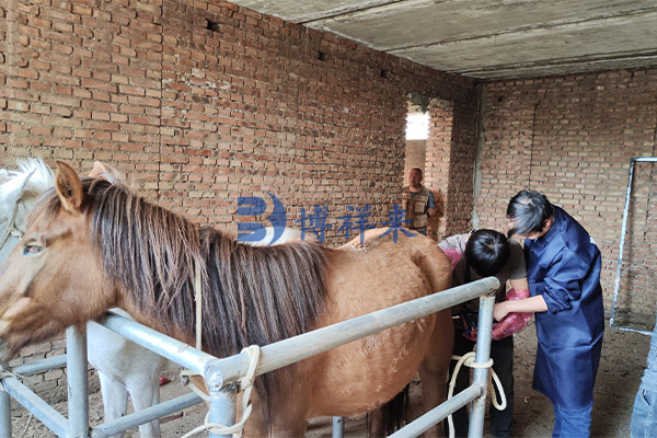 高清馬用B超測孕儀檢測母馬妊娠