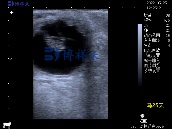 馬25天超聲圖像