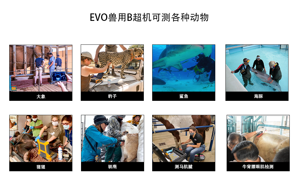 EVO高清獸用B超機可測各種動物