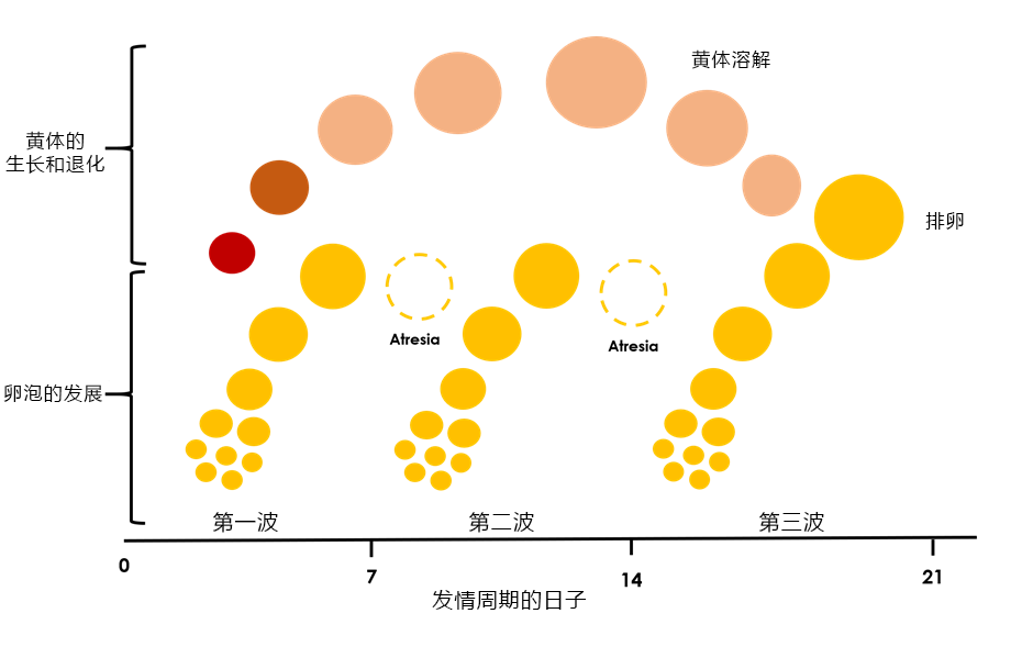 牛的發情周期卵巢發育情況