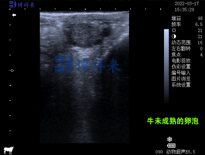 牛的超聲卵巢