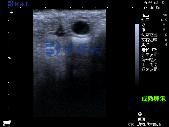 母牛的成熟卵泡超聲圖像