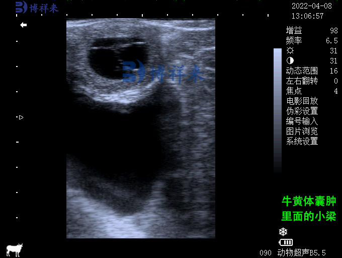母牛卵巢囊腫超聲圖像