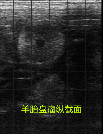 羊超聲圖像縱切面、