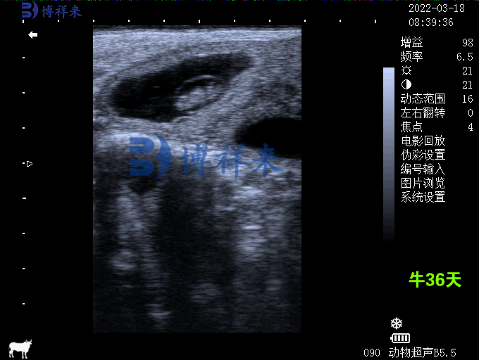 牛用B超檢測母牛妊娠36天超聲圖像