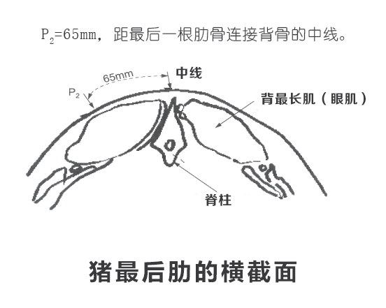 背膘儀測豬背膘厚度位置示意圖