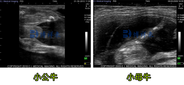 B超測小牛公母超聲圖像
