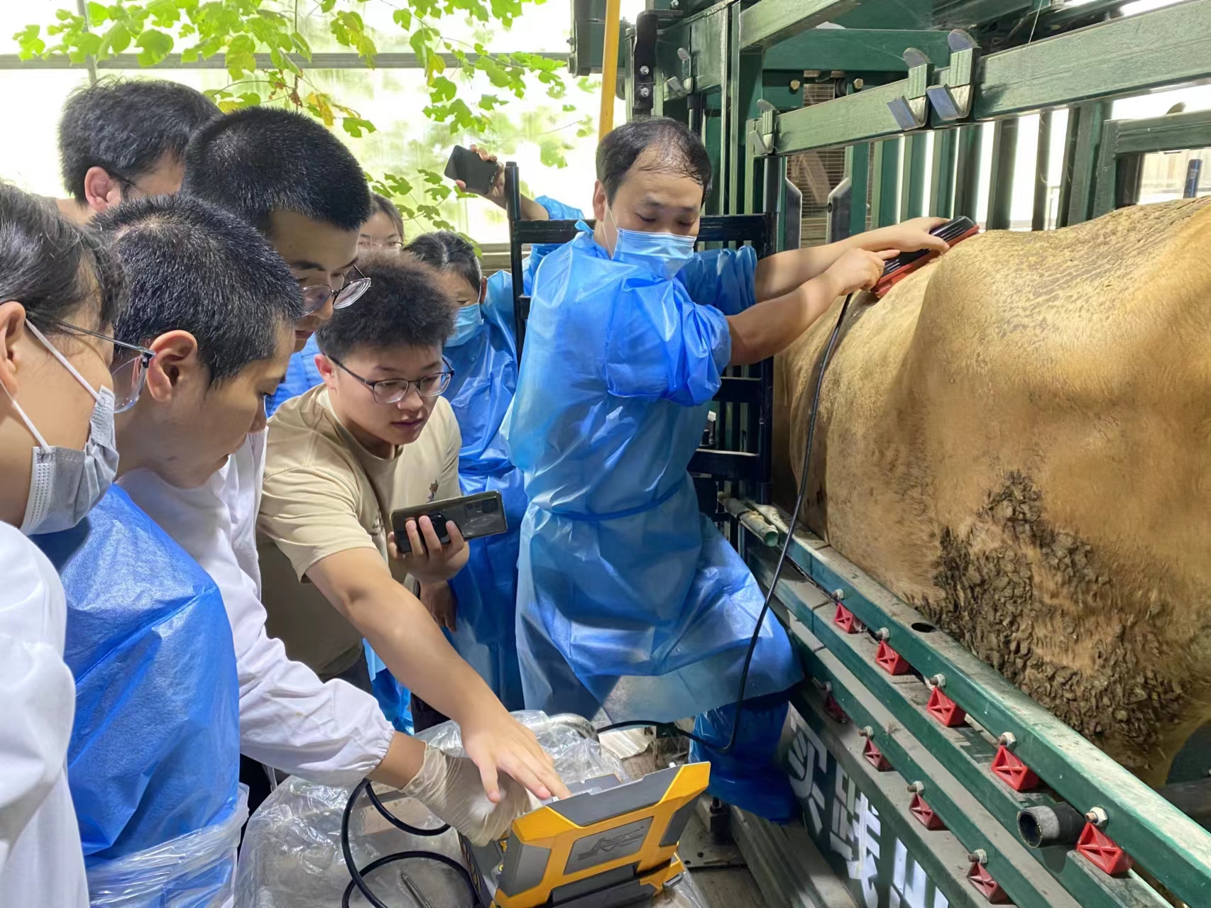 牛背膘眼肌檢測肉牛肉質