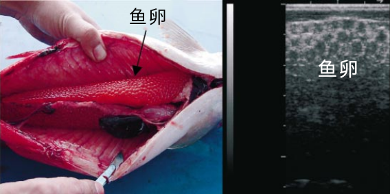 B超機測魚卵實物超聲對比