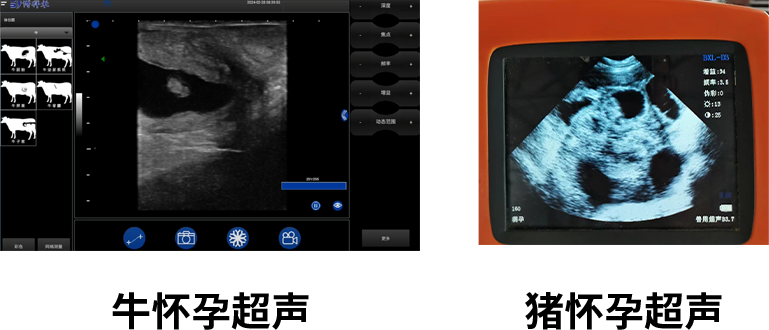 豬牛超聲圖像對比